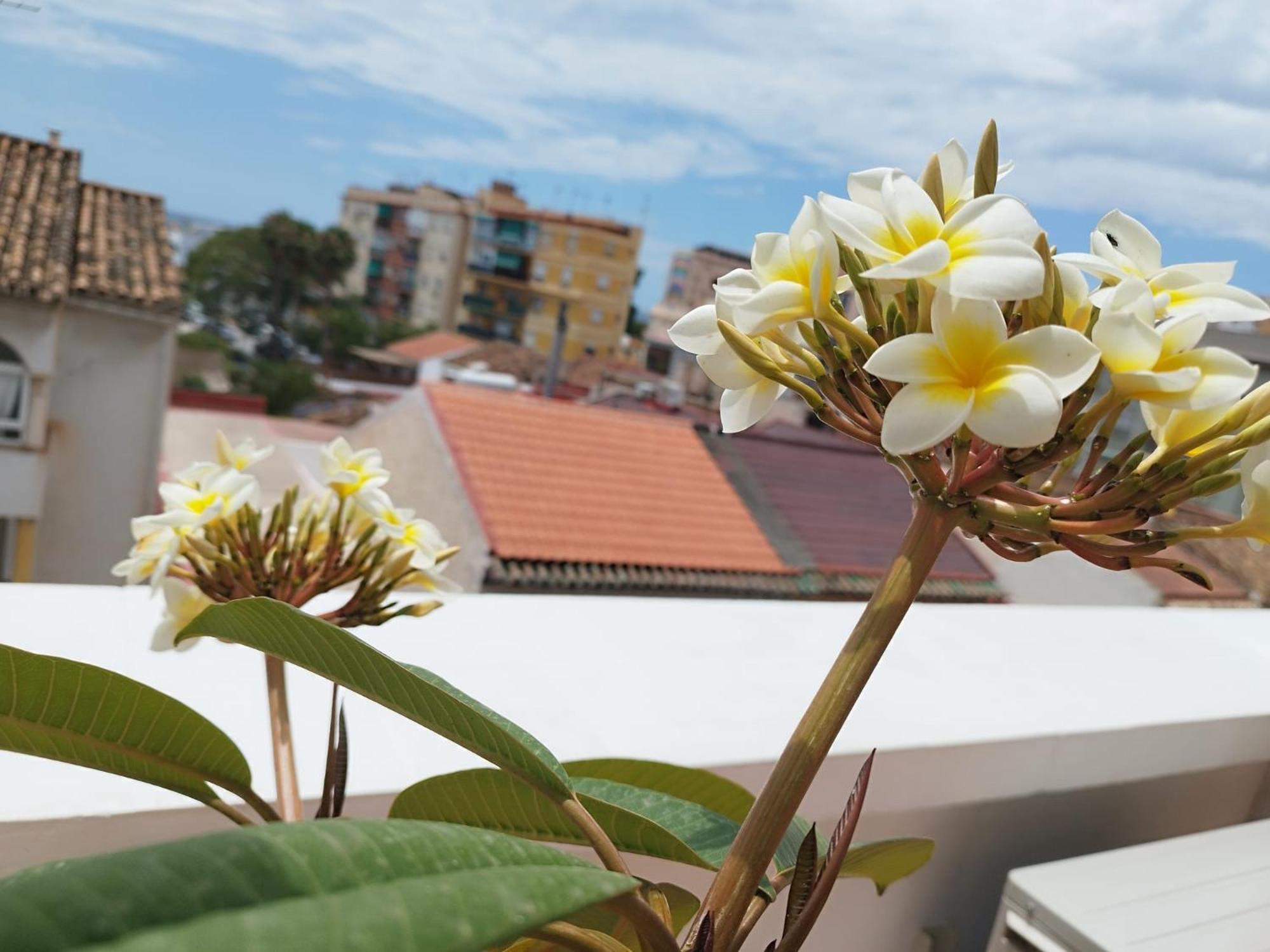 Apartamento Plumaria Malaga Exterior photo
